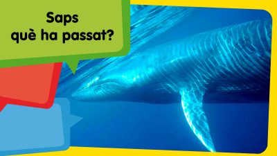 Una balena escup un submarinista