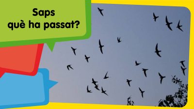 Companyes d’estiu