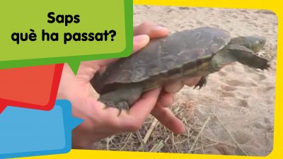 Tortugues lluny de casa