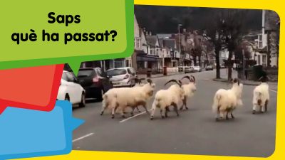 Els animals no es queden a casa