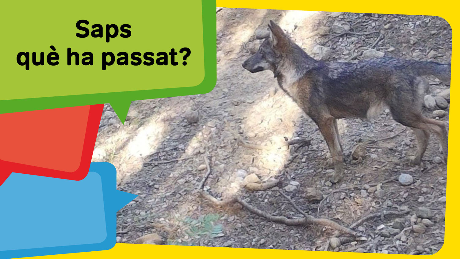 T’agraden els cadells (de llop)?